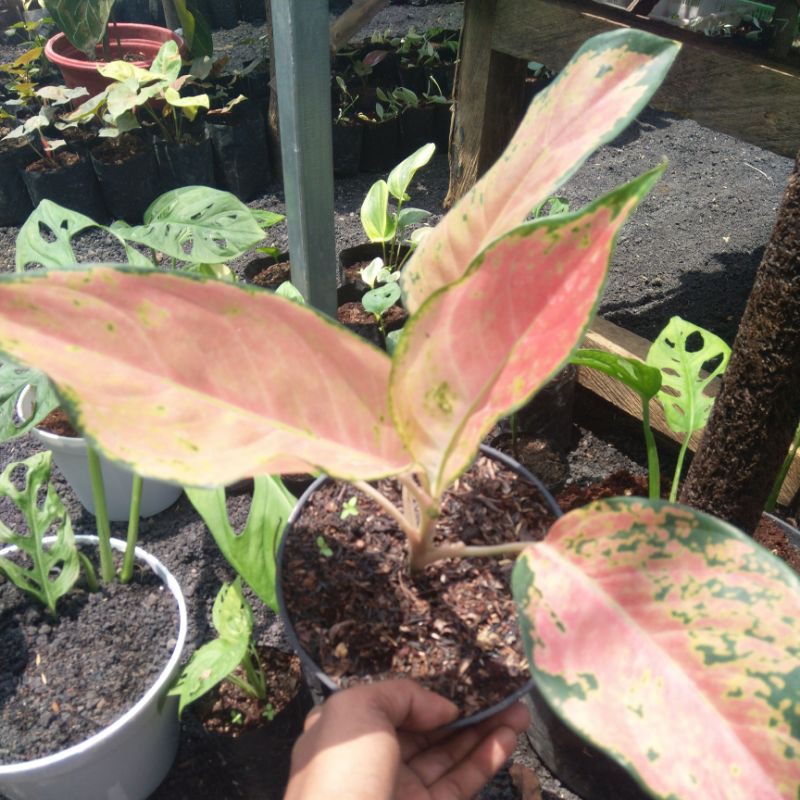 aglonema kocin tembaga