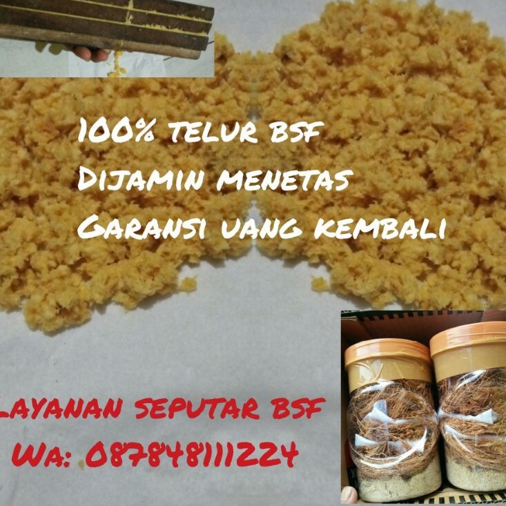 telur bsf lalat magot bsf paket 20gram.