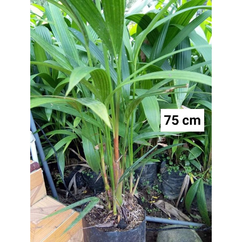 PALEM MERAH/PINANG MERAH/BIBIT PALEM MERAH RIMBUN/TANAMAN HIAS/PALEM MERAH