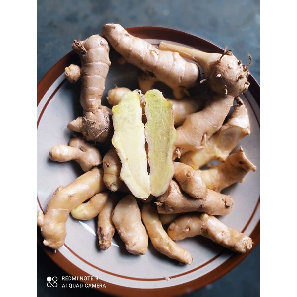 

kunyit putih) Temu Putih (Curcuma zedoaria)1kg