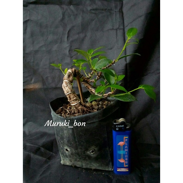 Bonsai kimeng fusion gabungan berkarakter