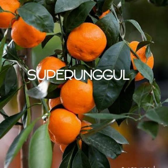 

READY!!! Bibit jeruk mandarin super manis [H8H0]