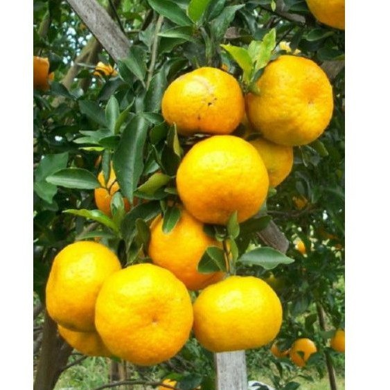 BIBIT JERUK BABY JAVA JUMBO SUPER MANIS OKULASI