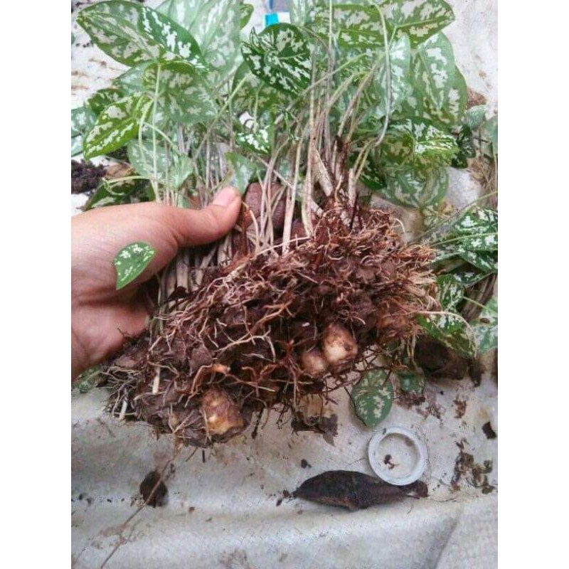 Keladi Liliput-keladi mini