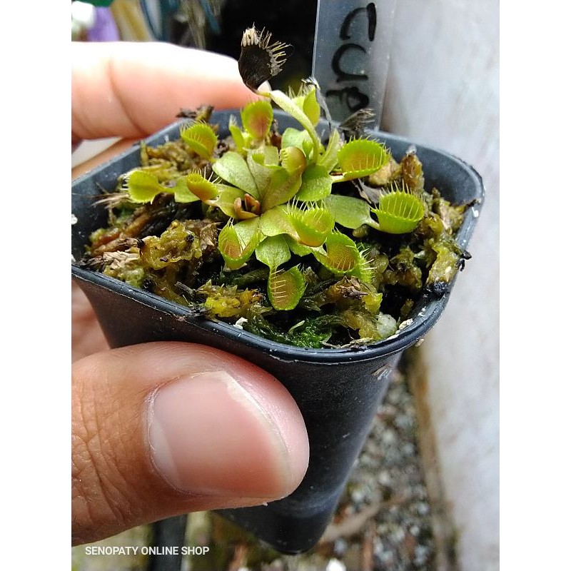 Venus FlyTrap Cup Trap Venus Fly Trap Cup Trap Cupped Trap