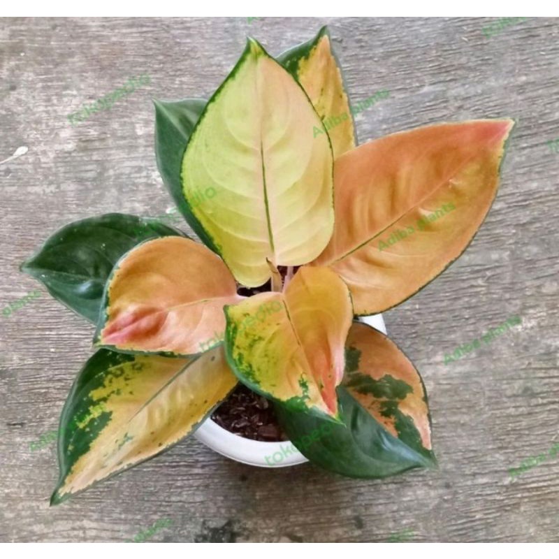 Bunga aglonema sultan Brunei remaja