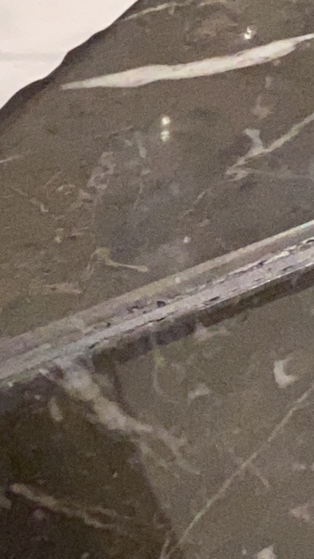 Kurumi Home Smart Kettle Kh 100 / Teko Listrik