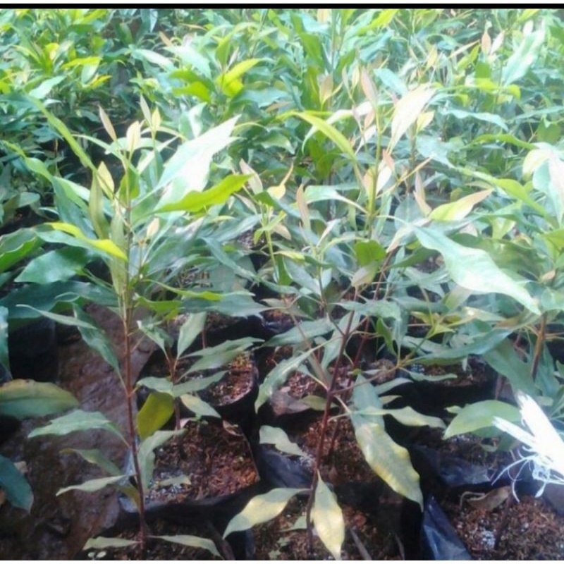 Bibit tanaman cengkeh Zanzibar/Pohon cengkeh Zanzibar