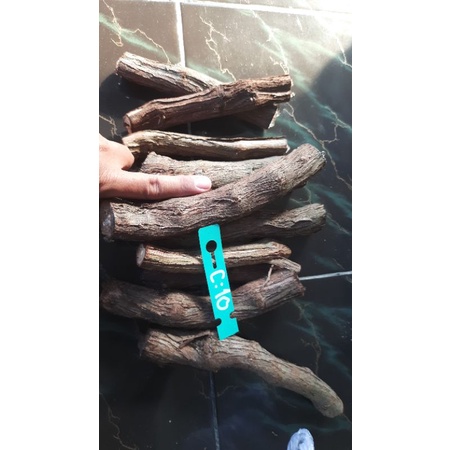 cutting rootstock kober 5 BB