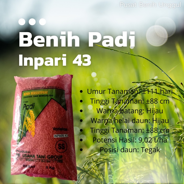 Benih Padi Inpari 43 Bersertifikat Berlabel Berkualitas Unggul Bibit Padi Sawah