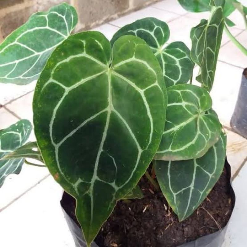 tanaman hias anthurium cristalinum/kuping gajah