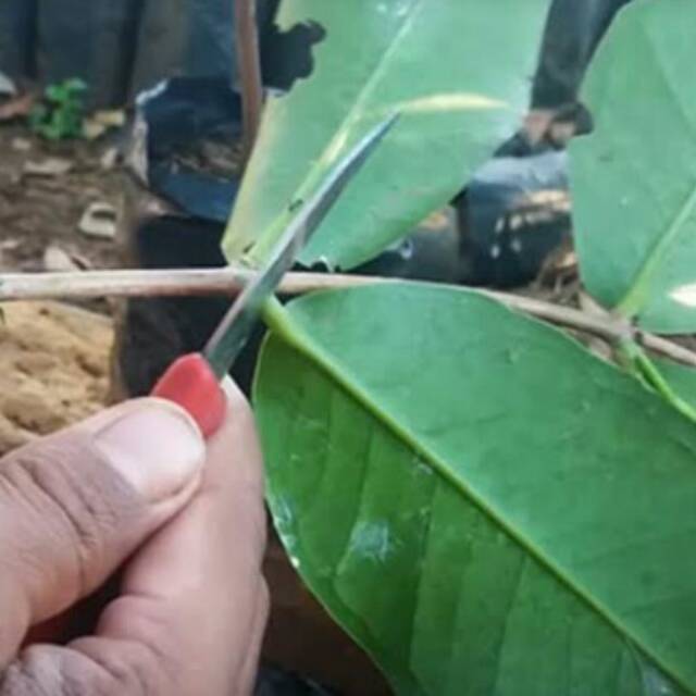 Entres jambu King Rose