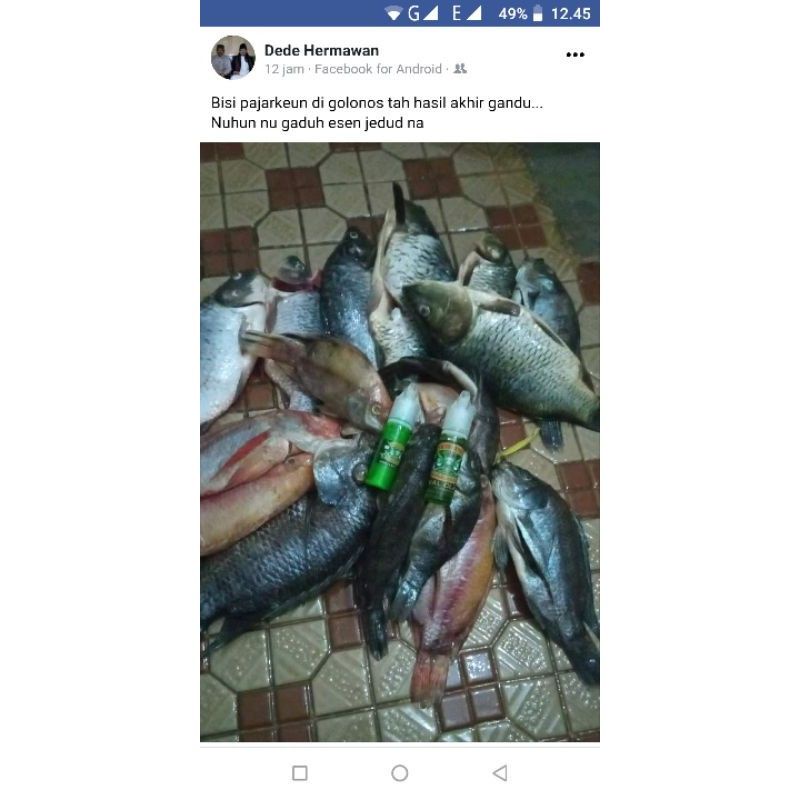 Essen Ikan Nila Umpan Lumut Lukut Jedud