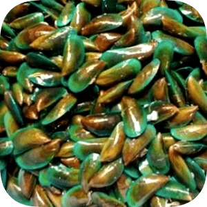 

Kerang Hijau 500 g