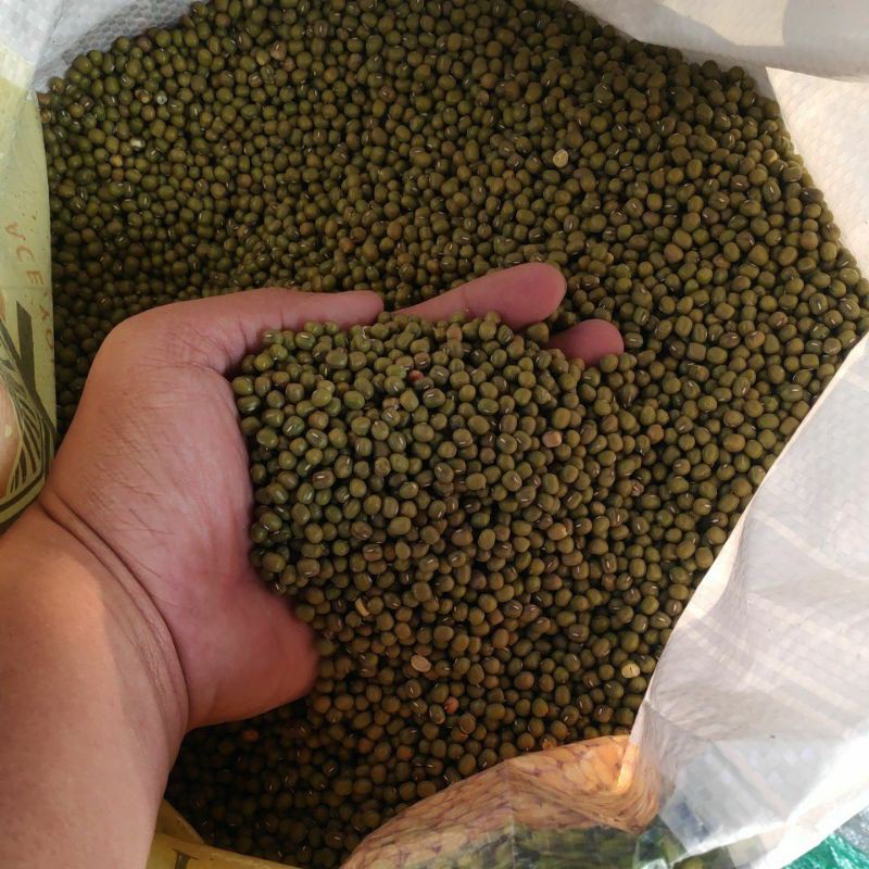 Kacang Hijau Australia Premium biji besar 1kg