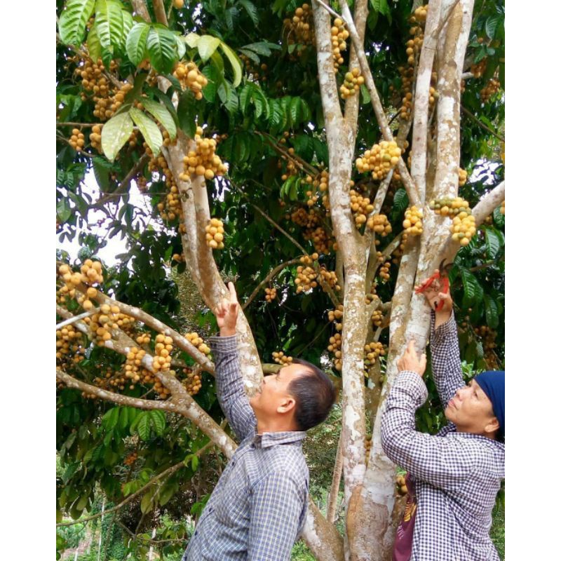 Bibit duku tanpa biji cepat berbuah