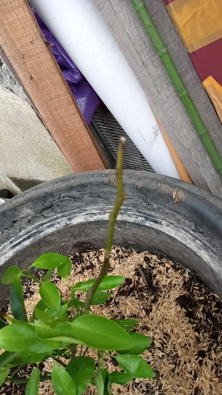 Bibit Tanaman Buah Jeruk Santang Madu Berbuah
