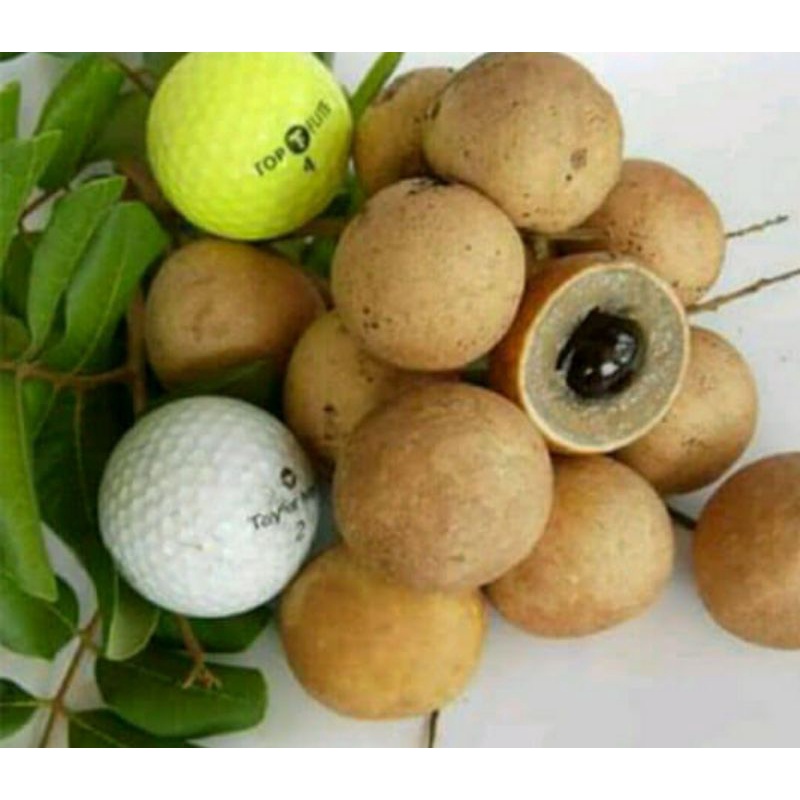 Entres Kelengkeng Pimpong Besar