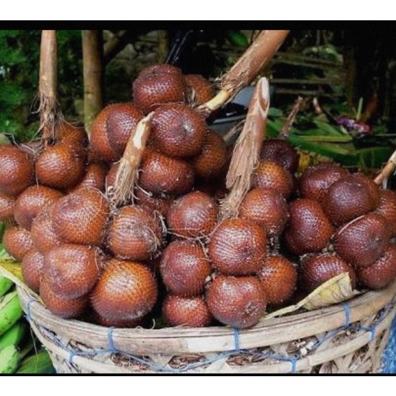 

Salak Karangasem Sibetan Bali Asli Rasa Asem Manis Sepet size buah STANDAR (1kg)
