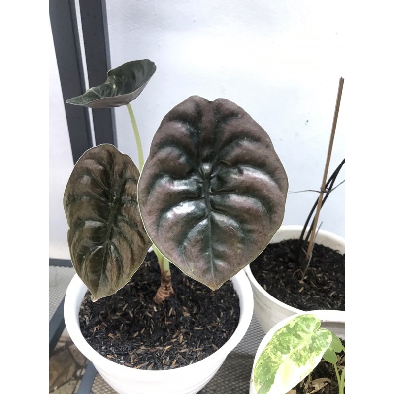 alocasia tengkorak