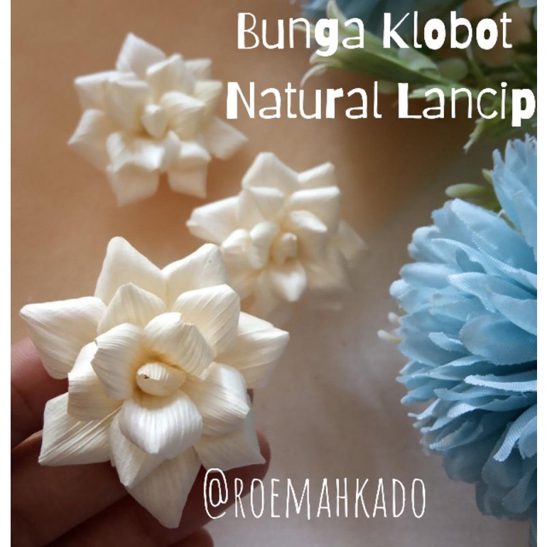 bunga klobot jagung natural lancip