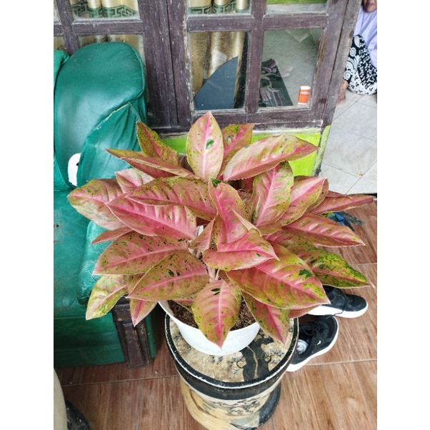 aglonema bigroy mutasi