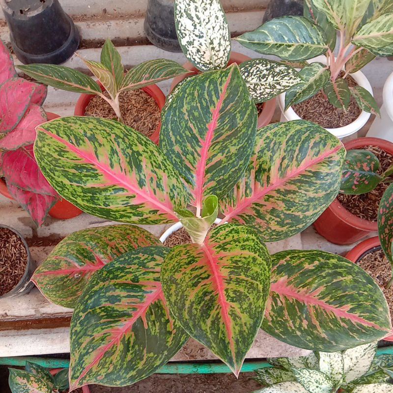 Aglonema Big Papa dewasa jumbo