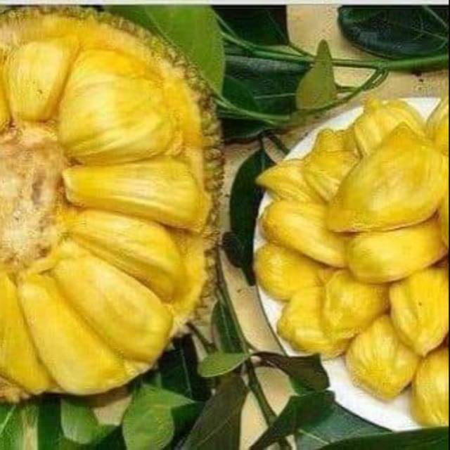 

Bibit nangka kandel Tinggi super murah o