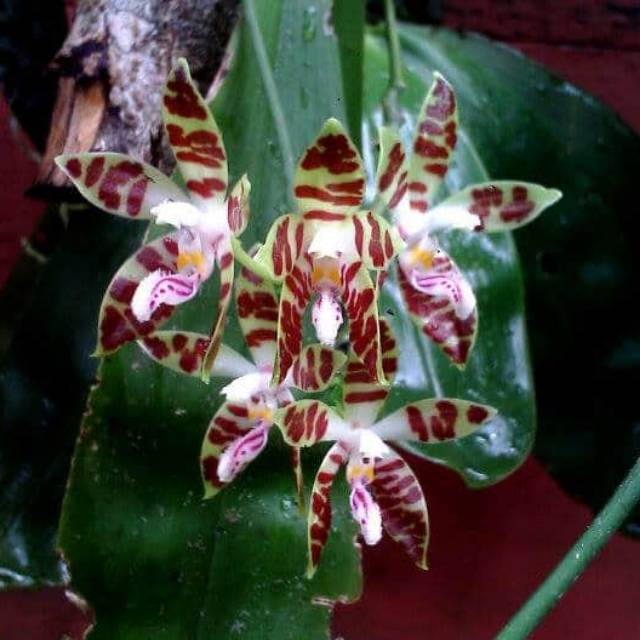 phalaenopsis sumatrana
