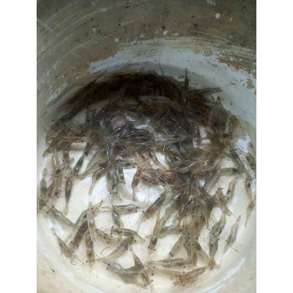 

udang tawar hidup/udang tawar pakan ikan10gr