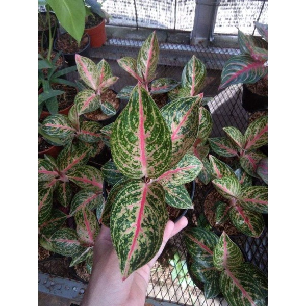 Tanaman hias Aglonema Widuri lilin