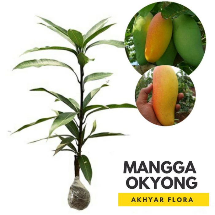 Bibit Mangga Okyong Pohon Mangga Bibit Buah Mangga Okyong Bibit