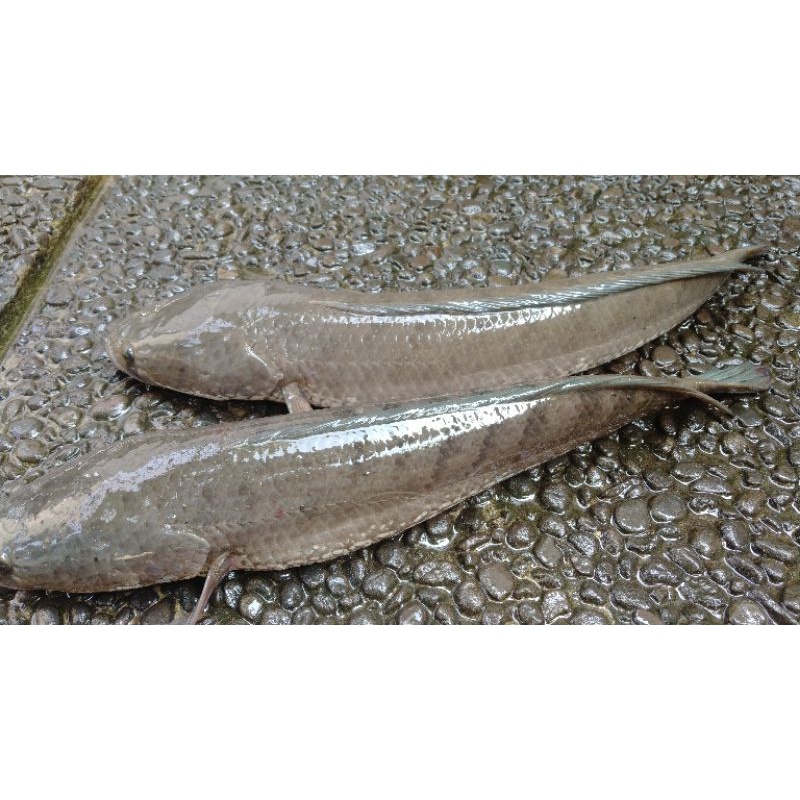 

Ikan gabus 1/2 kg
