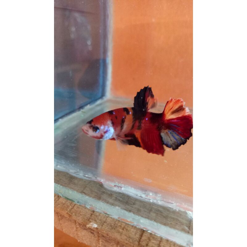 ikan cupang nemo/leopard galaxy