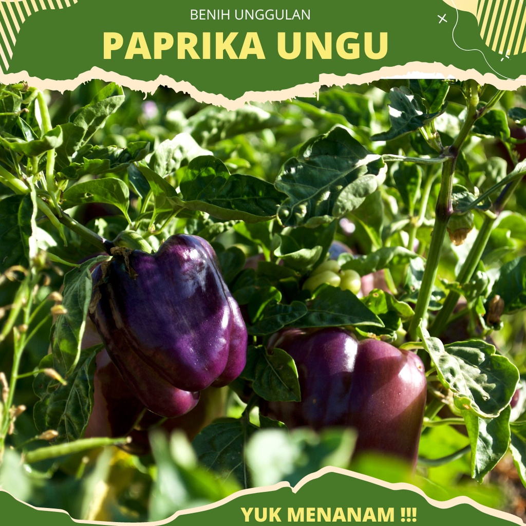 4 biji - Benih Paprika Ungu Hibrida PURPLE STAR F1 dari Known you seed