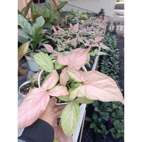 BUNGA SINGONIUM PINK/ SINGONIUM PINK  / / COD/FREE/SINGONIUM