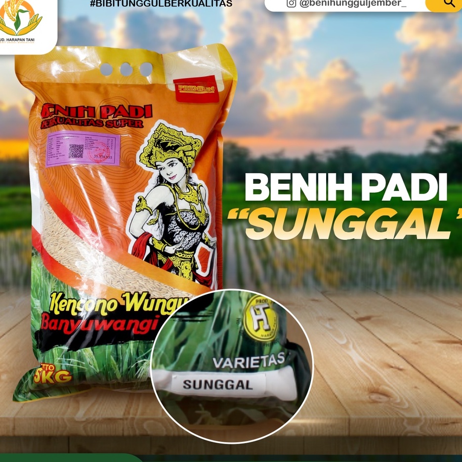 benih padi unggul varietas sunggal / SUNGGAL / benih padi premium sunggal