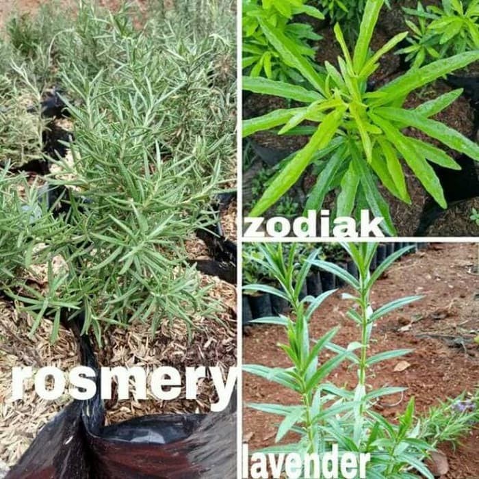Paket 3 tanaman pengusir nyamuk-rosemary-lavender-zodiak ( Tanaman hias hidup indoor murah hiasan ru