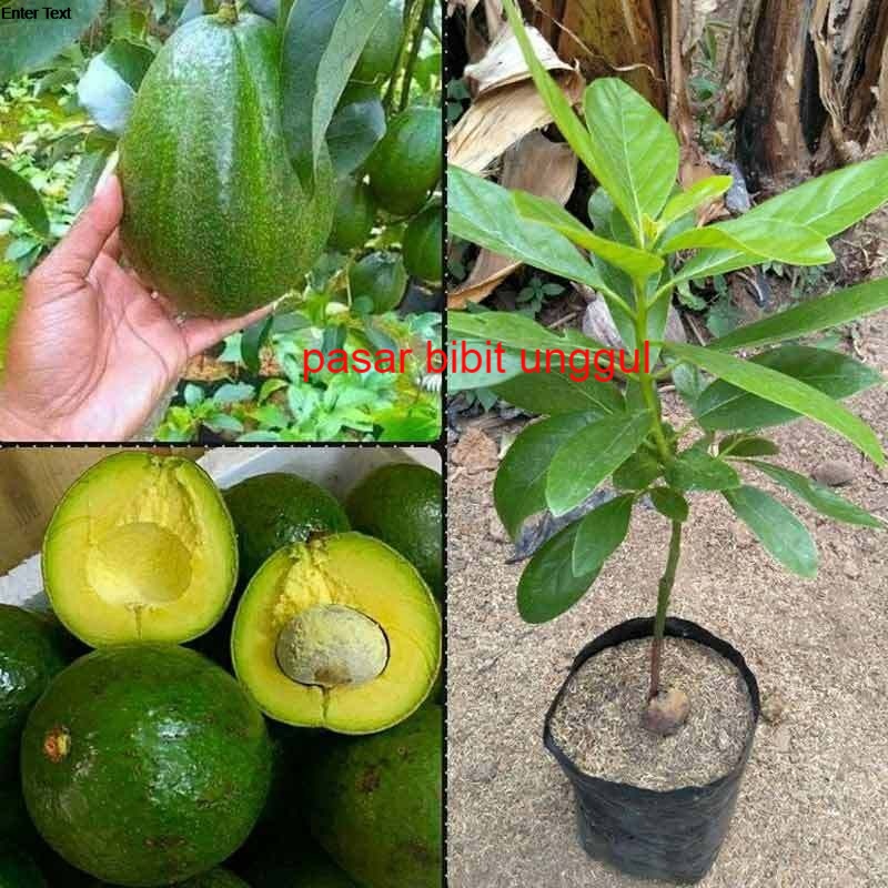 Bibit Buah Alpukat Markus Okulasi Bibit Alpukat Markus Unggul