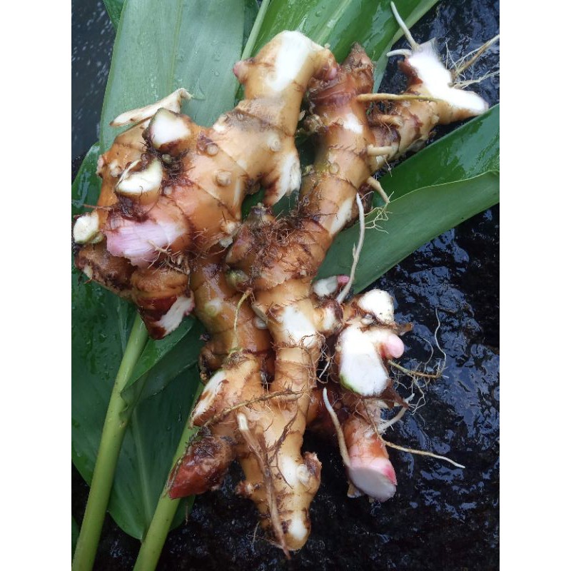 

lempuyang gajah segar 500gr