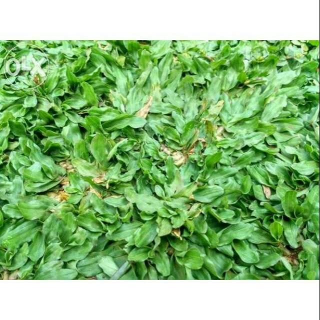 Bibit Tanaman Hias Rumput Gajah Mini 1 X 1 Meter Shopee Indonesia