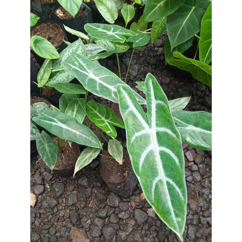ID ALOCASIA LONGILOBA SILVER