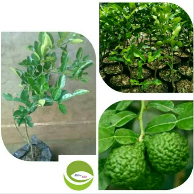 Bibit Tanaman Buah Jeruk Purut/Pohon Buah Jeruk Purut