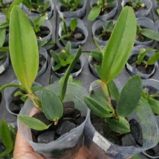 Anggrek Remaja Cattleya bunga besar