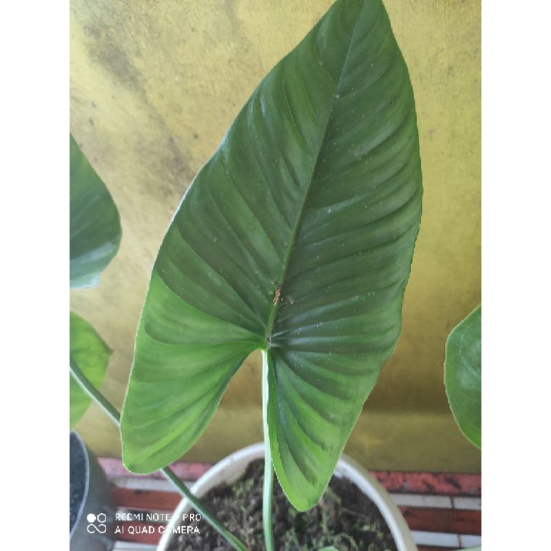 homalomena ( schismatoglottis calyprata )