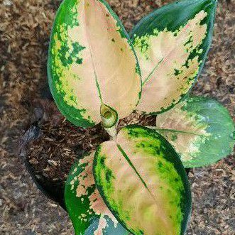 Aglonema Sultan brunei anakan