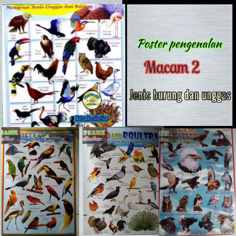 77 Gambar Macam2 Unggas HD