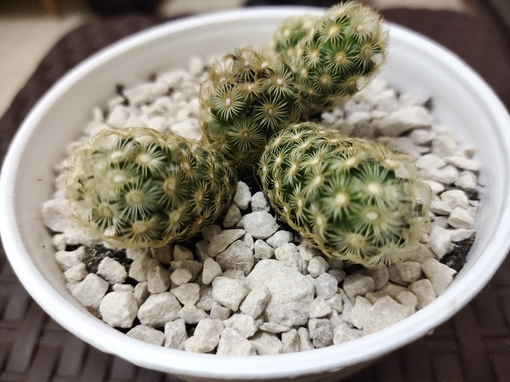 Sukulen Dan Kaktus Mini (echeveria ‘tippy’)