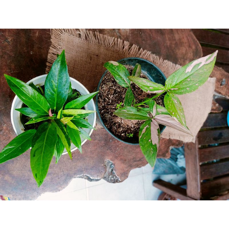 anthurium jemani+syngo pink splash