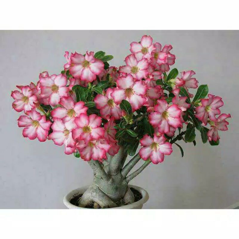 

Bibit Adenium Obesum Dessert [Agak Besar]